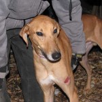 photo of adoptable dog