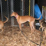 greyhound photos