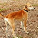 photo of adoptable dog