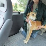 photo of adoptable dog