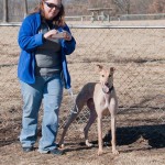 greyhound photo