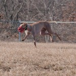 photo of adoptable dog