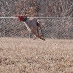 photo of adoptable dog