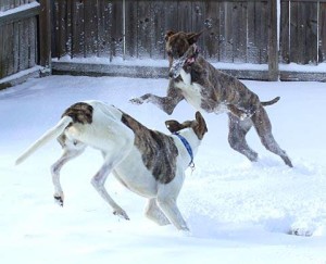 photo playing greyhounds