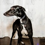greyhound photo