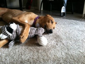 Louie adopted - with his raccoon friend cute