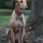 greyhound photo