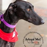 photo of adoptable dog