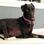 photo of adoptable dog