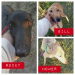 photo of adoptable dog