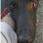 photo of adoptable dog