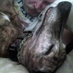 greyhound photo