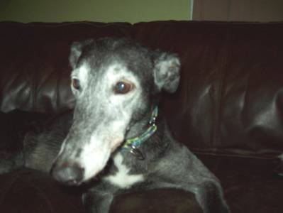 Daisy (12/4/1997 - 12/21/2009)