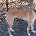 photo of adoptable dog