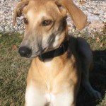 photo of adoptable dog