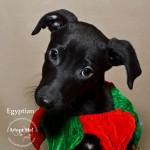 greyhound puppy photo