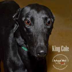 tn-king-cole