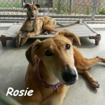 photo of adoptable dog