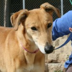 photo of adoptable dog