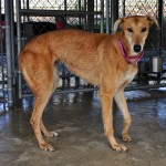 photo of adoptable dog