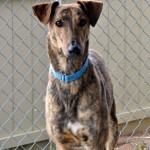 photo of adoptable dog