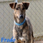 Frodo