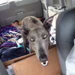 greyhound transport