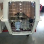 greyhound in kennel