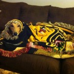 greyhound photo