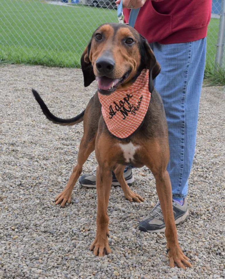 American Lurcher Project | Help Lurchers