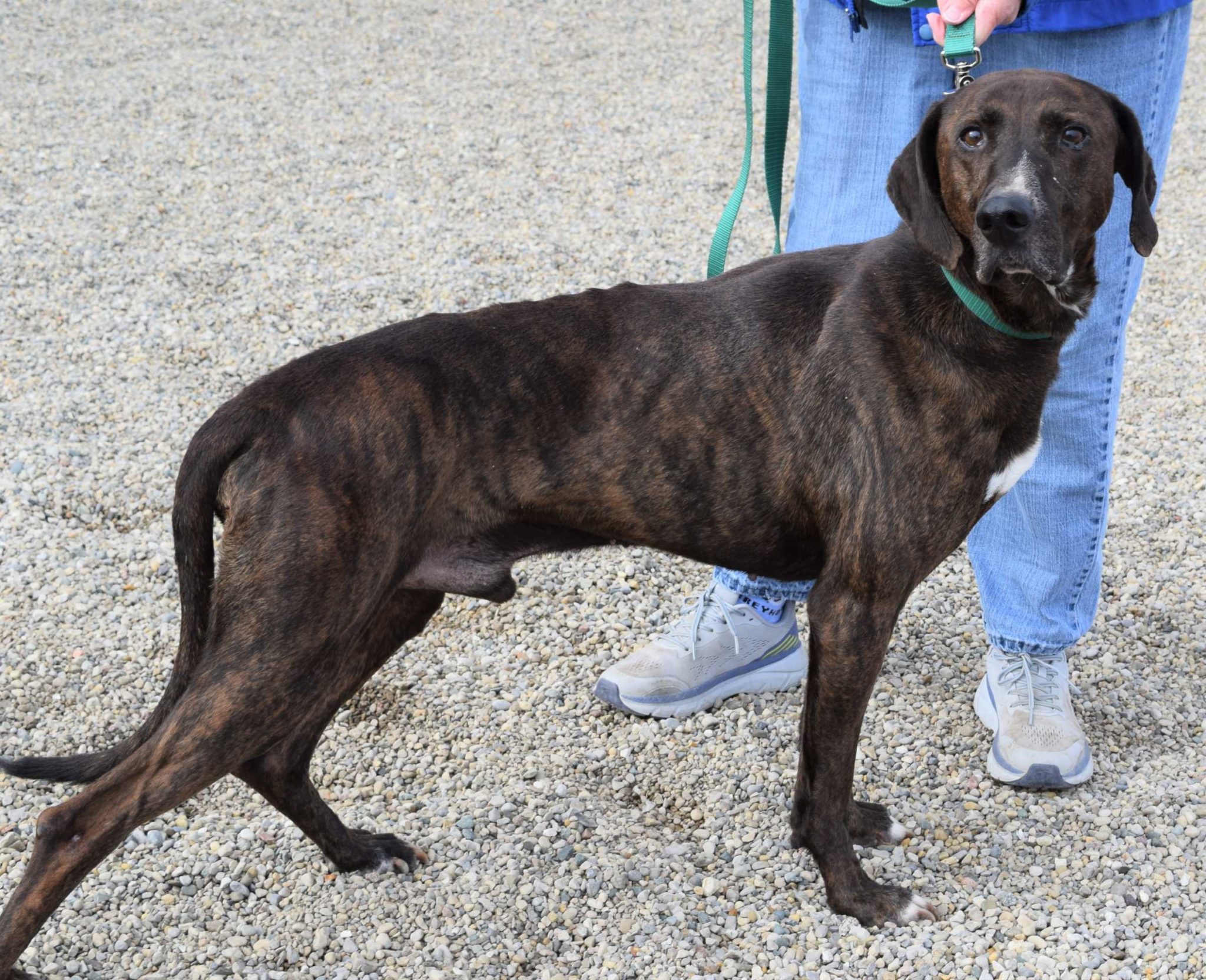 American Lurcher Project Help Lurchers