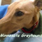greyhound photo