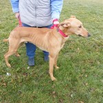 photo of adoptable dog